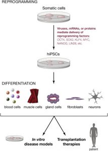 Genome Editing of Pluripotent Stem Cells could forecast the next decade ...