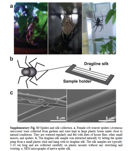 Machining of spider silk fibers using femtosecond lasers