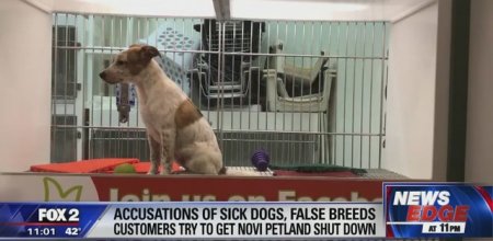 Horrific Headlines Petland Rico