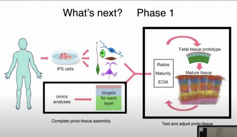 Progressive Brain Tissue Replacement Jean Hebert | NextBigFuture.com